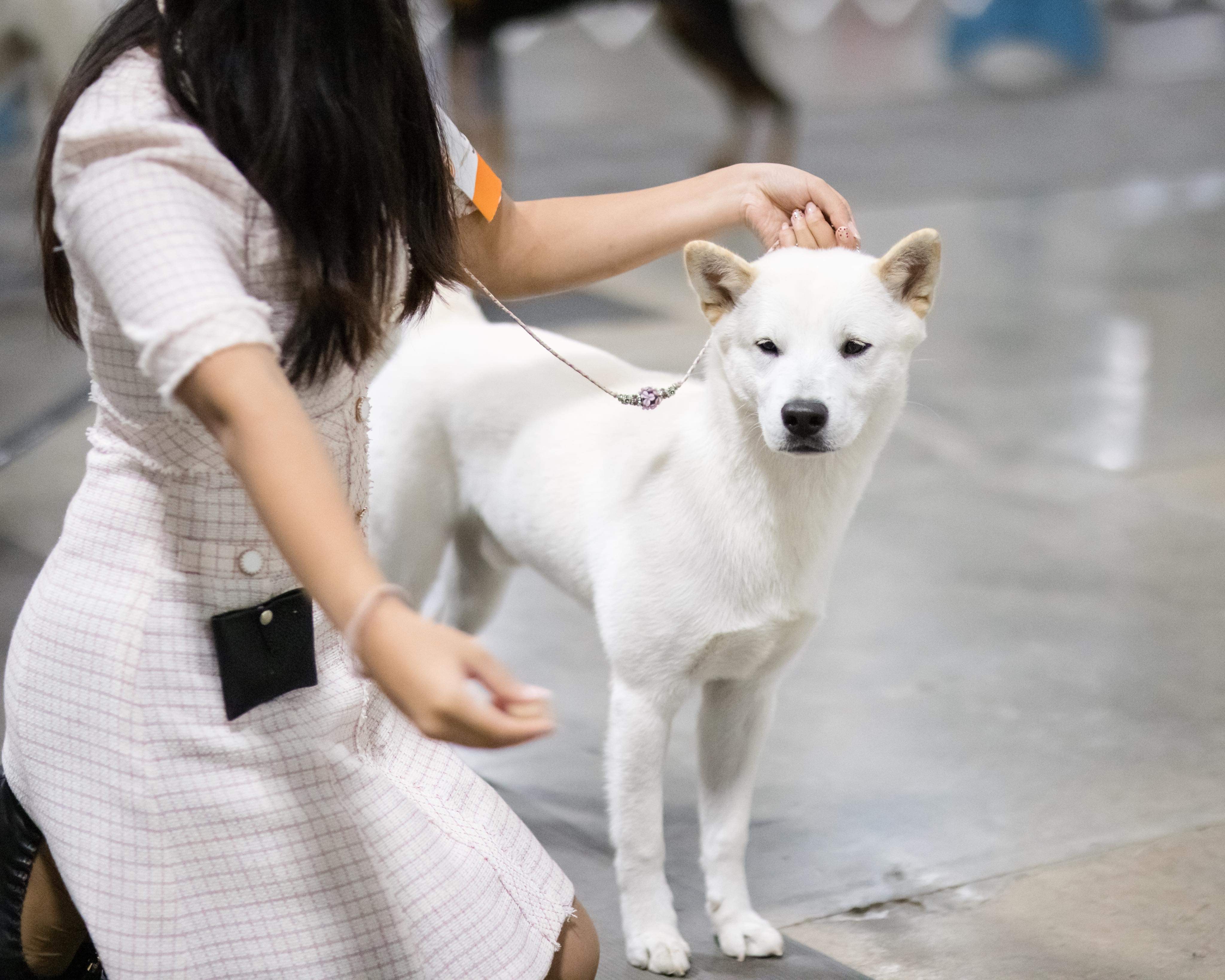 what is the history of the jindo dog