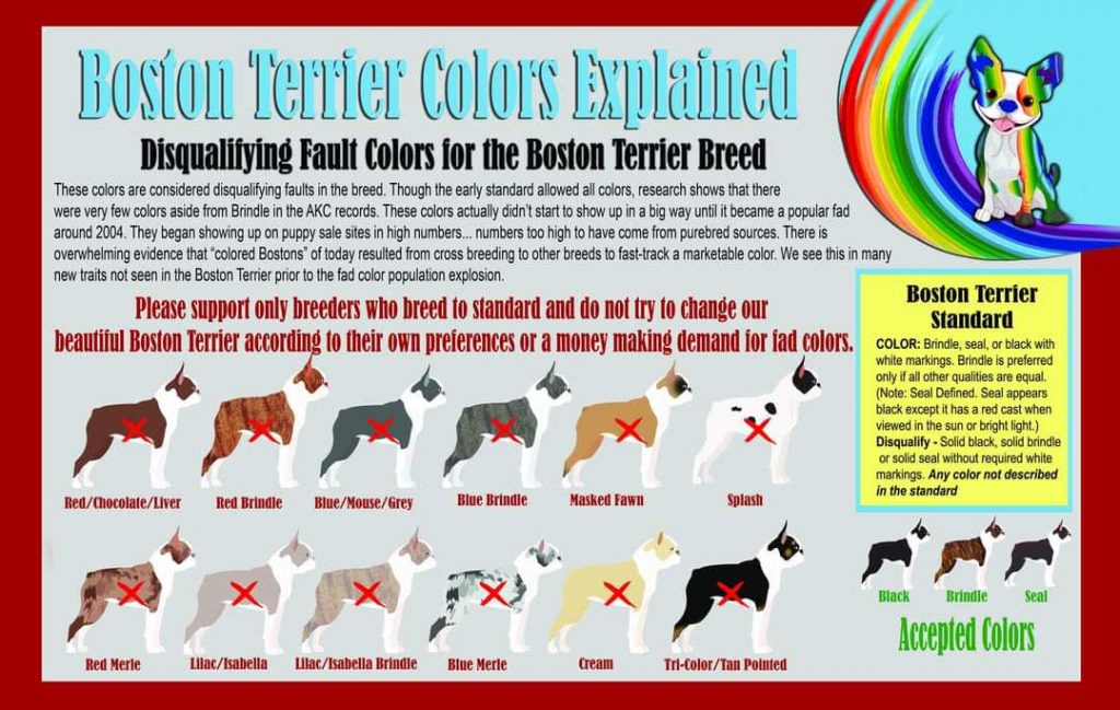 The Color Conundrum | American Dog Fancier
