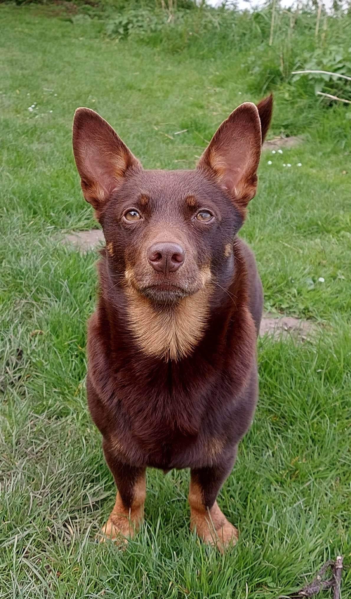 are lancashire heelers easy to train