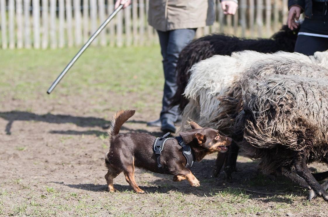 Lancashire Heelers - Versatile 'Sport Dogs' - Showsight