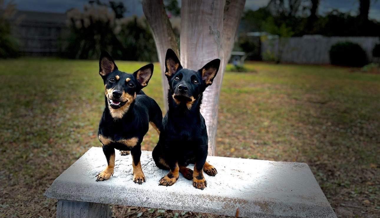 Lancashire Heelers - Versatile 'Sport Dogs' - Showsight